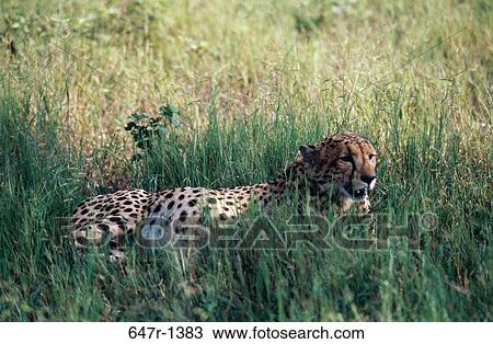 Side profile of a cheetah lying on the grass (Acinonyx jubatus) View Large Photo Image Stock Image - Side profile of a cheetah lying on the grass (Acinonyx jubatus). Fotosearch