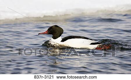 Side profile of a Common Merganser swimming in water (Mergus merganser) View Large Photo Image Stock Image - Side profile of a Common Merganser swimming in water (Mergus merganser). Fotosearch