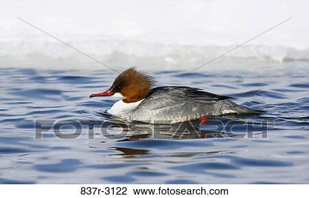 Side profile of a Common Merganser swimming in water (Mergus merganser) View Large Photo Image Stock Image - Side profile of a Common Merganser swimming in water (Mergus merganser). Fotosearch