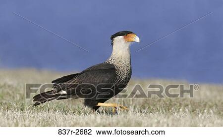 Side profile of a Crested Caracara walking in a field (Polyborus plancus) View Large Photo Image Stock Image - Side profile of a Crested Caracara walking in a field (Polyborus plancus). Fotosearch