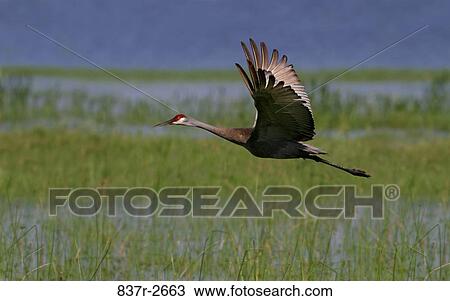 Stock Image - Side profile of a Sandhill Crane flying (Grus canadensis). Fotosearch