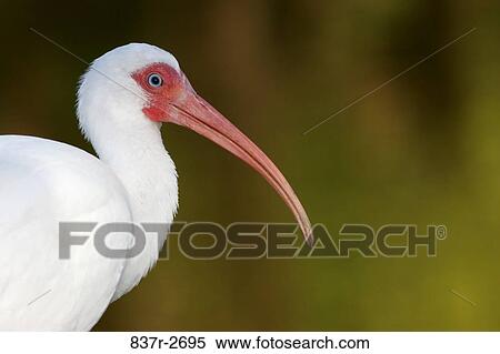 Side profile of a White Ibis View Large Photo Image Stock Photography - Side profile of a White Ibis. Fotosearch