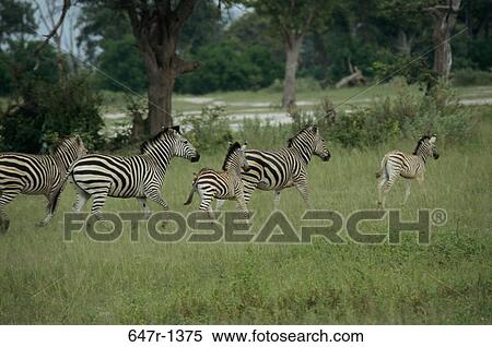 Stock Photography - Side profile of five Plains Zebras running in a field, Botswana (Equus burchelli). Fotosearch