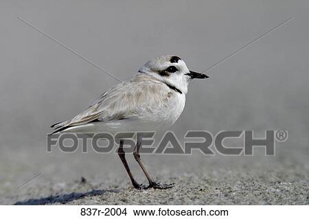 Side view of a Snowy Plover View Large Photo Image Picture - Side view of a Snowy Plover. Fotosearch