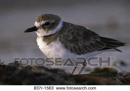 Side view of a Wilson's Plover (Charadrius wilsonia) View Large Photo Image Stock Image - Side view of a Wilson's Plover (Charadrius wilsonia). Fotosearch