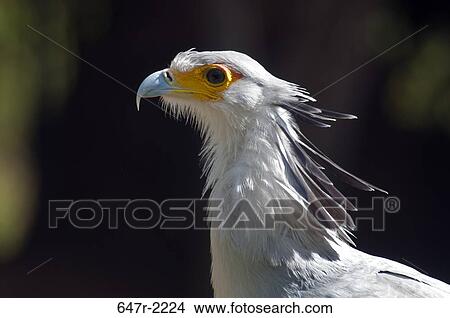 Side view of Secretary bird (sagittarius serpentarius) View Large Photo Image Picture - Side view of Secretary bird (sagittarius serpentarius). Fotosearch