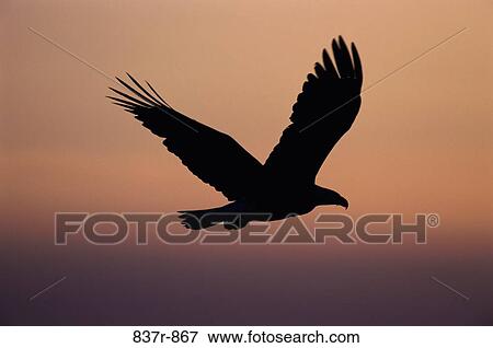 Silhouette of a Bald Eagle flying in the sky, Alaska, USA View Large Photo Image Stock Photo - Silhouette of a Bald Eagle flying in the sky, Alaska, USA. Fotosearch