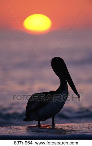 Silhouette of a Brown Pelican, Sanibel Island, Florida, USA (Pelecaniform seabird) View Large Photo Image Picture - Silhouette of a Brown Pelican, Sanibel Island, Florida, USA (Pelecaniform seabird). Fotosearch