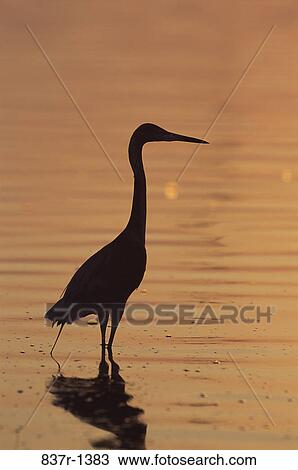 Silhouette of a Reddish Egret View Large Photo Image Stock Image - Silhouette of a Reddish Egret. Fotosearch