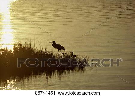 Silhouette of an egret and an ibis View Large Photo Image Stock Image - Silhouette of an egret and an ibis. Fotosearch