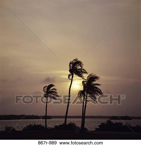 Stock Photo - Silhouette of palm trees on a beach during sunset. Fotosearch