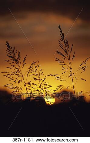 Silhouette of reeds during sunset View Large Photo Image Stock Image - Silhouette of reeds during sunset. Fotosearch