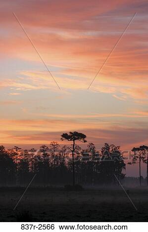 Silhouette of trees at sunset, Florida, USA View Large Photo Image Stock Photograph - Silhouette of trees at sunset, Florida, USA. Fotosearch