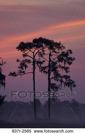 Silhouette of trees at sunset, Florida, USA View Large Photo Image Stock Photography - Silhouette of trees at sunset, Florida, USA. Fotosearch