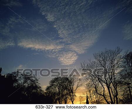 Silhouette of trees at sunset View Large Photo Image Stock Photo - Silhouette of trees at sunset. Fotosearch