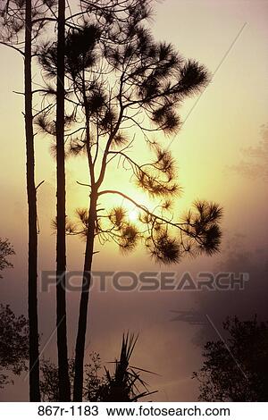 Silhouette of trees during sunrise View Large Photo Image Stock Image - Silhouette of trees during sunrise. Fotosearch