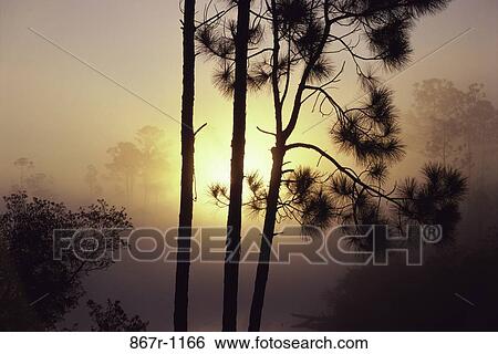 Silhouette of trees during sunrise View Large Photo Image Stock Photograph - Silhouette of trees during sunrise. Fotosearch