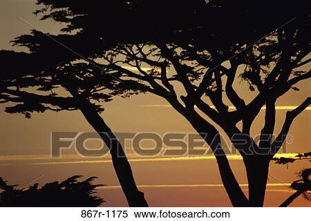 Silhouette of trees during sunset View Large Photo Image Stock Photography - Silhouette of trees during sunset. Fotosearch