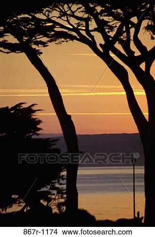 Picture - Silhouette of trees near a lake. Fotosearch
