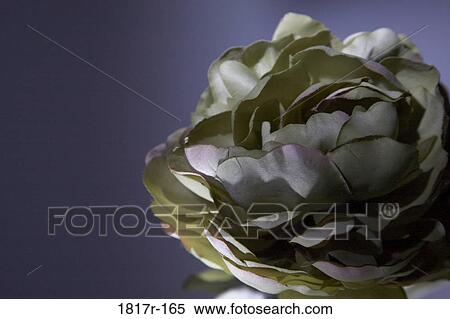 Silk flower on dark background View Large Photo Image Stock Photography - Silk flower on dark background. Fotosearch
