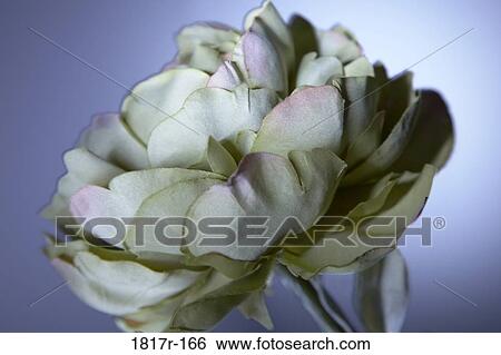 Silk flower on purple background View Large Photo Image Stock Photograph - Silk flower on purple background. Fotosearch