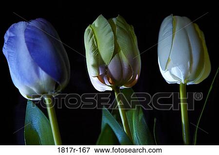 Silk tulips on dark background View Large Photo Image Stock Photo - Silk tulips on dark background. Fotosearch