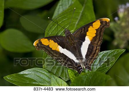 Silver Emperor (Doxocopa laure), directly above View Large Photo Image Stock Image - Silver Emperor (Doxocopa laure), directly above. Fotosearch