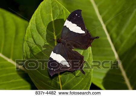 Silver-studded Leafwing (Hypna clytemnestra mexicana), directly above View Large Photo Image Stock Image - Silver-studded Leafwing (Hypna clytemnestra mexicana), directly above. Fotosearch