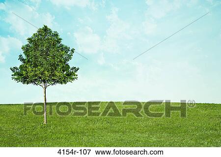 Single tree growing in field View Large Photo Image Stock Photo - Single tree growing in field. Fotosearch