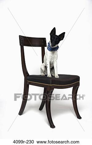 Stock Image - Smooth Fox terrier on chair. Fotosearch
