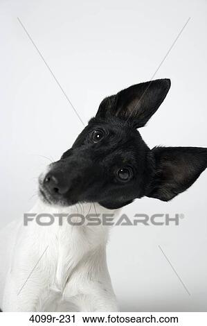 Stock Image - Smooth Fox terrier with head tilted. Fotosearch