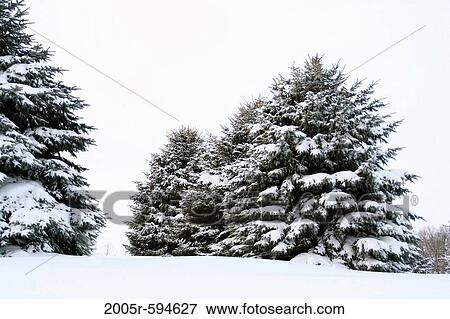 Snow covered Spruce trees, Minnesota, USA View Large Photo Image Stock Photo - Snow covered Spruce trees, Minnesota, USA. Fotosearch