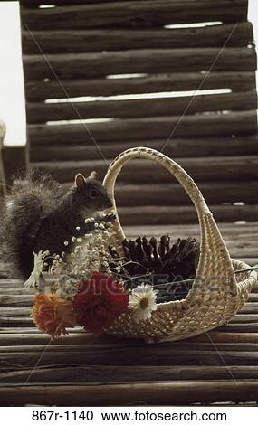 Squirrel near a basket of flowers View Large Photo Image Stock Image - Squirrel near a basket of flowers. Fotosearch