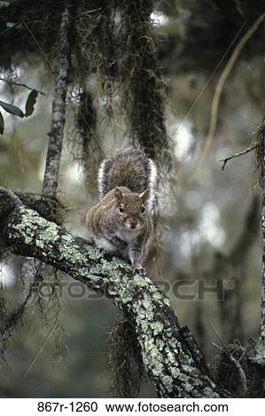 Squirrel on a tree View Large Photo Image Stock Image - Squirrel on a tree. Fotosearch