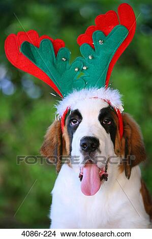 St. Bernard dog with reindeer antlers View Large Photo Image Picture - St. Bernard dog with reindeer antlers. Fotosearch