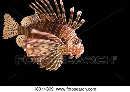Studio shot of common lionfish (Pterois miles) View Large Photo Image Stock Photo - Studio shot of common lionfish (Pterois miles). Fotosearch
