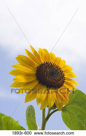 Stock Image - sunflower close-up. Fotosearch