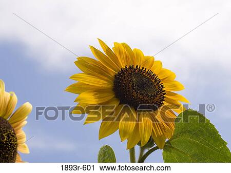 sunflower close-up View Large Photo Image Stock Image - sunflower close-up. Fotosearch