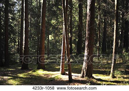 Sunlight in the green forest, Bavaria, Germany View Large Photo Image Stock Photo - Sunlight in the green forest, Bavaria, Germany. Fotosearch