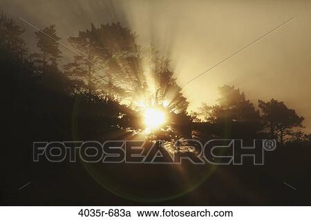 Sunlight radiating through trees View Large Photo Image Stock Image - Sunlight radiating through trees. Fotosearch