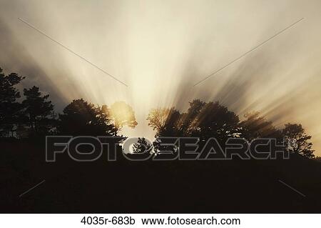 Sunlight radiating through trees View Large Photo Image Stock Image - Sunlight radiating through trees. Fotosearch