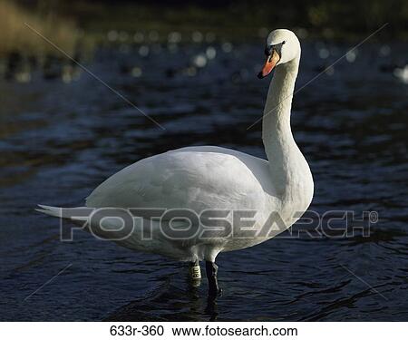 Swan standing in a lake View Large Photo Image Stock Image - Swan standing in a lake. Fotosearch