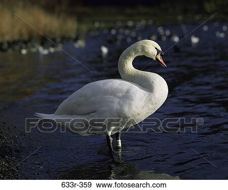 Swan standing in a lake View Large Photo Image Stock Photo - Swan standing in a lake. Fotosearch