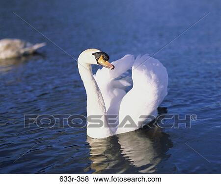Swan swimming in a lake View Large Photo Image Stock Photo - Swan swimming in a lake. Fotosearch