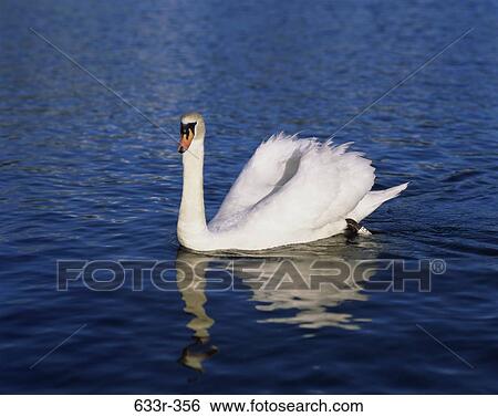 Swan swimming in a lake View Large Photo Image Stock Photograph - Swan swimming in a lake. Fotosearch