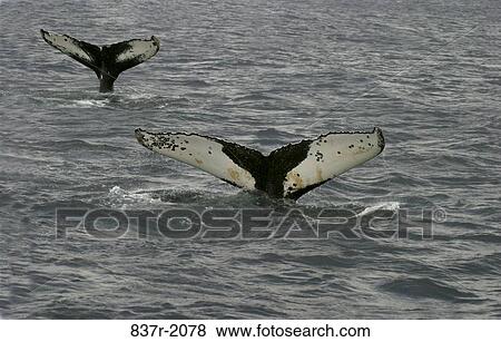 Tail fins of two Humpback whales (Megaptera novaeangliae) View Large Photo Image Stock Photo - Tail fins of two Humpback whales (Megaptera novaeangliae). Fotosearch