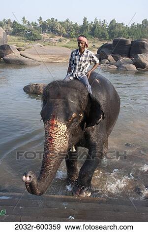 Temple elephant with handler bathing in the river, Tungabhadra River, Hampi, Karnataka, India View Large Photo Image Stock Photo - Temple elephant with handler bathing in the river, Tungabhadra River, Hampi, Karnataka, India. Fotosearch