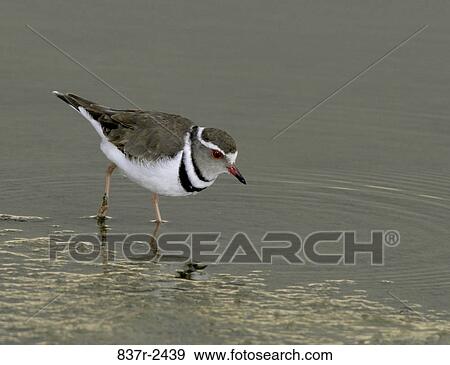 Three-banded Plover in water View Large Photo Image Stock Photo - Three-banded Plover in water. Fotosearch
