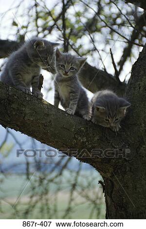Three cats sitting on the branch of a tree View Large Photo Image Stock Photo - Three cats sitting on the branch of a tree. Fotosearch