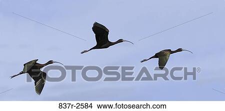 Three Glossy Ibises flying in the sky View Large Photo Image Picture - Three Glossy Ibises flying in the sky. Fotosearch